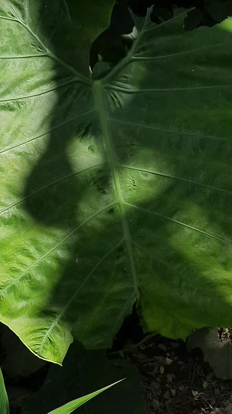 Damaged green taro leaf, swaying gently in light breeze with visible vein t.. Stock Footage 343247681