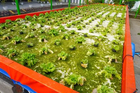 Damaged hydroponic lettuce rows affected by pests Photos