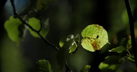 Damaged leaf close-up Stock Footage 318095600
