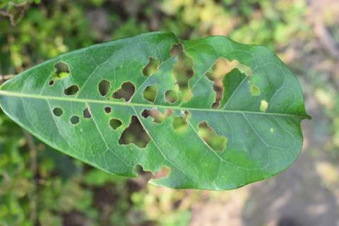 A damaged leaf in daylight Stock Photos