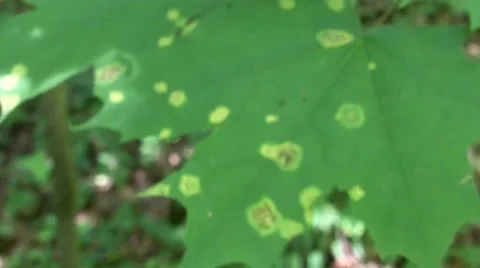 Damaged leaf Stock Footage 8662691