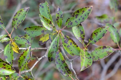 Damaged leaf with Leaf spot disease. Mountain laurel, leaf spots, caused by Stock Photos