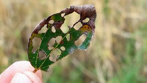 Damaged Leaf Macro Insect Herbivory Plant Pathology Ecological Detail Study Stock Photos