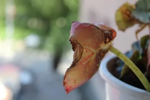 Damaged leaf of the plant Stock Photos