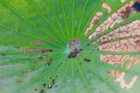 Damaged Lotus Leaf Closeup Stock Photos