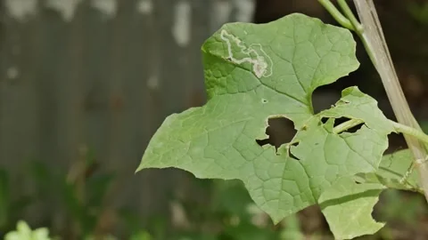 Damaged Luffa Acutangula Leaf with Holes and Pest Trails Swaying in the Garde 스톡 동영상 335144272