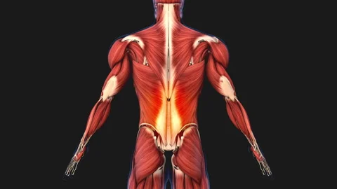 Damaged muscle tissue causes back pain Stock Footage 270079994