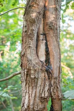 Damaged Oak Tree Trunk with Black Resin Flowing in Forest Woods Stock Photos