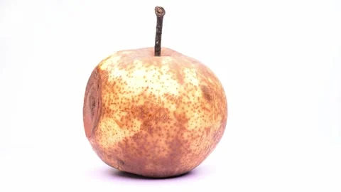 Damaged old pear with large brown rotten spot skin rotating on white Stock Footage 344682255