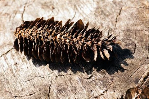 Damaged old pinecone Stock-Fotos