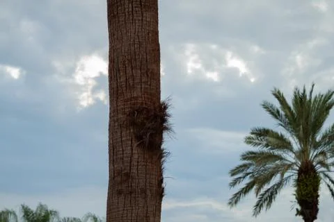 Damaged palm trunk Stock Photos