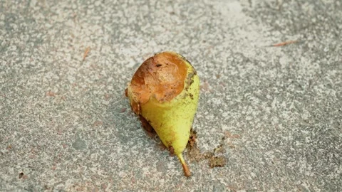 Damaged pear with severe rot and exposed decaying flesh on rough backyard Stock Footage 345715106