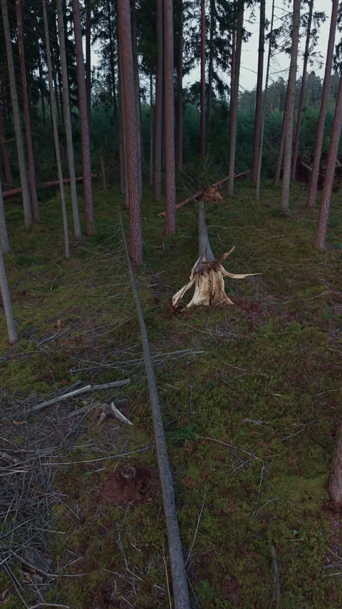 Damaged pine forest with broken tree stump, fallen trunk, tall straight trees Stock Footage 345529992