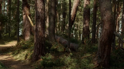 Damaged pine forest with fallen trunk and narrow woodland path under soft Stock Footage 345265485