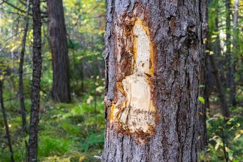 Damaged pine trunk. Pine with damaged bark and protruding resin Stock Photos