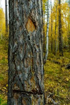 Damaged pine trunk. Pine with damaged bark and protruding resin Stock Photos