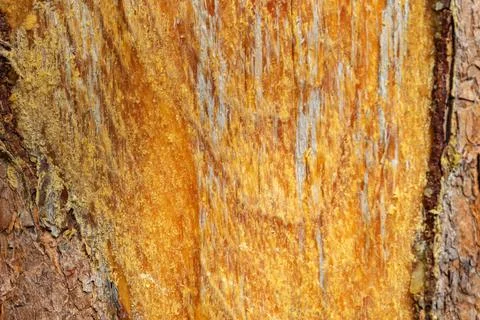 Damaged pine trunk. Pine with damaged bark and protruding resin. Stock Photos