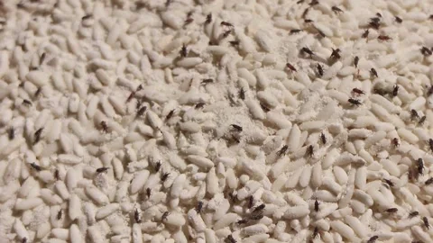 Damaged rice attacked by weevils. Bugs on rice. Stock Footage 279523735