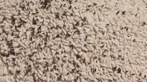 Damaged rice attacked by weevils. Bugs on rice. Stock Footage 279523739