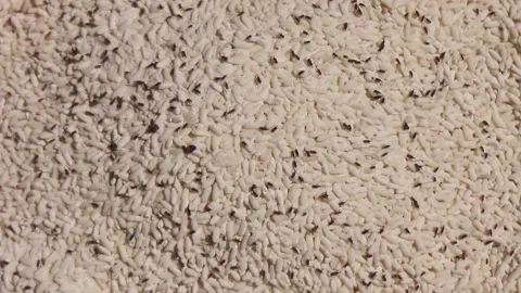 Damaged rice attacked by weevils. Bugs on rice. Stock Footage 279523743