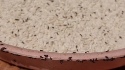 Damaged rice attacked by weevils. Bugs on rice. Rice Stock Footage 279523806