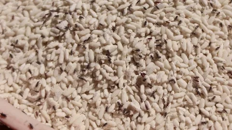 Damaged rice attacked by weevils. Bugs on rice. Rice Stock Footage 279523879