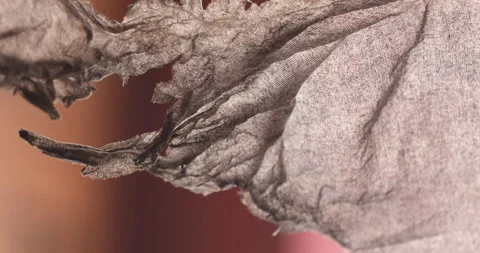 Damaged Rice bag Cloth Texture Stock Footage 324022381