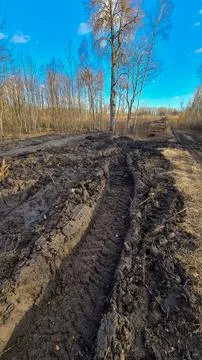 Damaged soil in a forest left by logging equipment Stock Photos