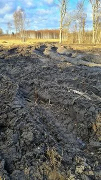Damaged soil in a forest left by logging equipment Stock Photos