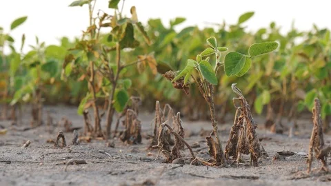 Damaged soy bean plants, drought after flood Stock Footage 110553347