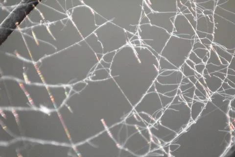 Damaged spider web isolated on grey background Stock Photos