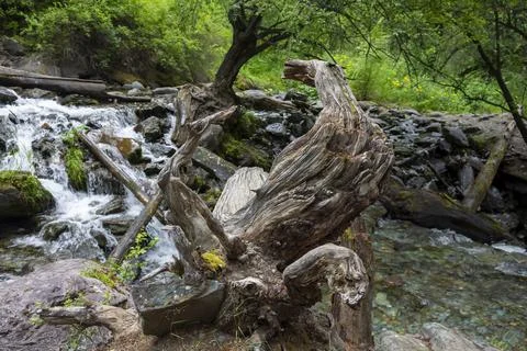 Damaged stump of an old tree in a mountain stream Stock Photos