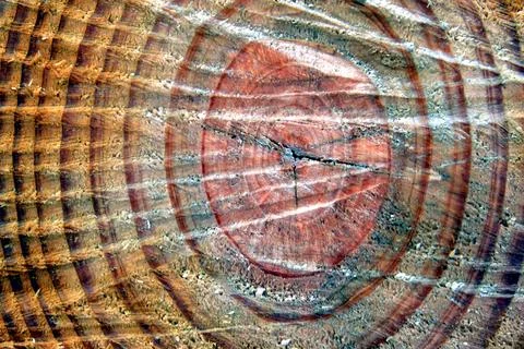 Damaged Stump Stock Photos