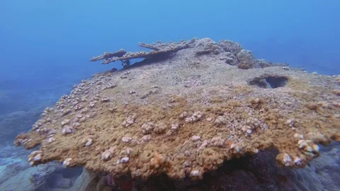 Damaged Table Coral Stock Footage 89574336