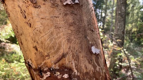 Damaged tree by bark beetle in the forest. Dead tree trunk, Stock Footage