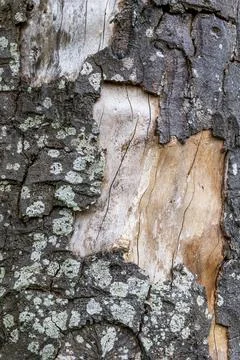 Damaged Tree Bark Close Up Background Stock Photos