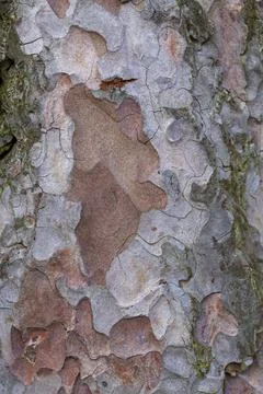 Damaged Tree Bark Close Up Background Stock Photos