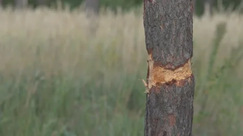 Damaged tree bark Stock Footage 115059599