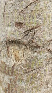 Damaged tree bark showing inner fibrous trunk texture stock photo view Stock Photos