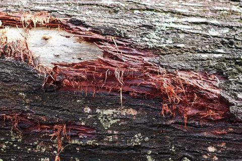 Damaged tree bark texture. Stock Photos