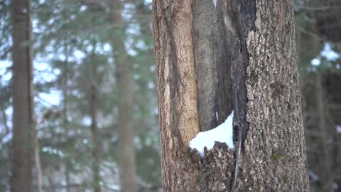 Damaged Tree Stock Footage 179673610