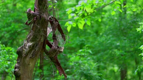 Damaged tree in a lush green forest Stock Footage 133658388