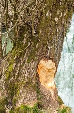Damaged tree Stock Photos
