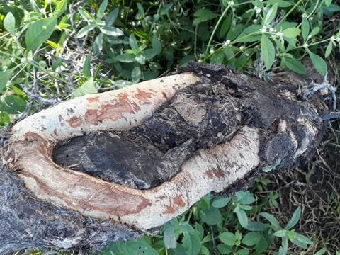 Damaged Tree 스톡 사진