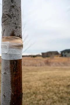 Damaged tree with sap weeping down the bark and a protective bandage wrap Stock Photos