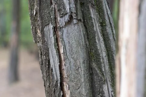 Damaged tree trunk close up Stock Photos