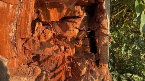 Damaged Tree Trunk with Exposed Wood Stock Footage 344328873