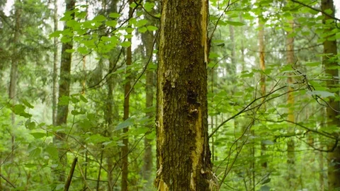 Damaged tree trunk Stock-Footage 93716351