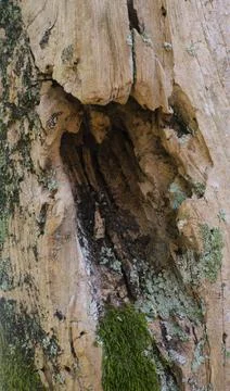 Damaged Tree Trunk With Hollow Decay Texture Close Up Stock Photos