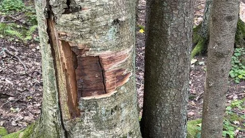 Damaged tree trunk with a large rectangular patch of missing bark revealing Stock Photos
